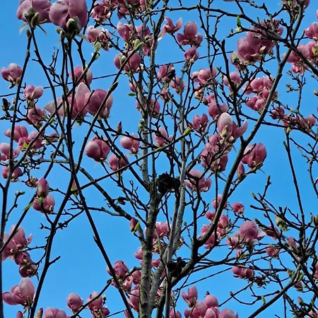 Cosy House 400 M From Iulius Town Case de vacanță