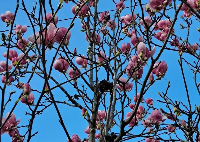 Cosy House 400 M From Iulius Town Semesterbostad