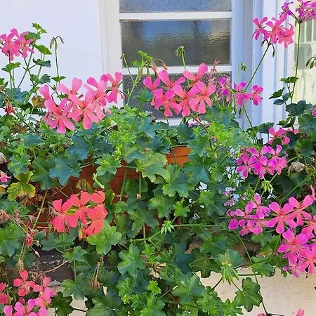 Cosy House 400 M From Iulius Town Дом отдыха Тимишоара